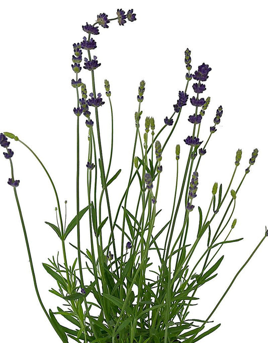 Lavandula angustifolia 'Hidcote Blue' - The Garden Corner