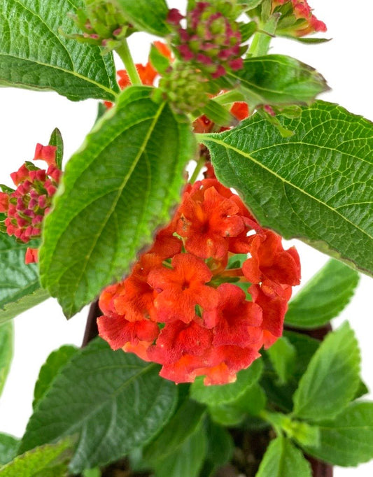Lantana 'Lucky Flame' 4 Inch - The Garden Corner