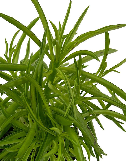 Peperomia 'Happy Bean' 4 Inch - The Garden Corner