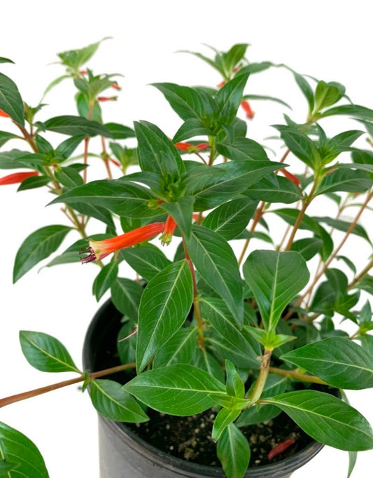 Cuphea x. 'Vermillionaire' - The Garden Corner