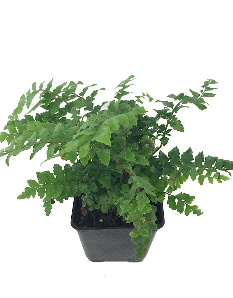 Polystichum polyblepharum - Perennials