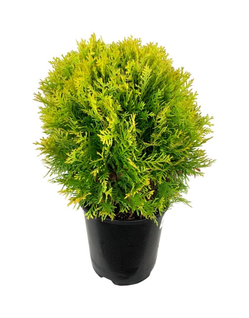 Thuja occidentalis 'Harvest Moon' - Shrubs