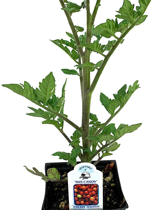 Tomato 'Isis Candy' 4 Inch - The Garden Corner
