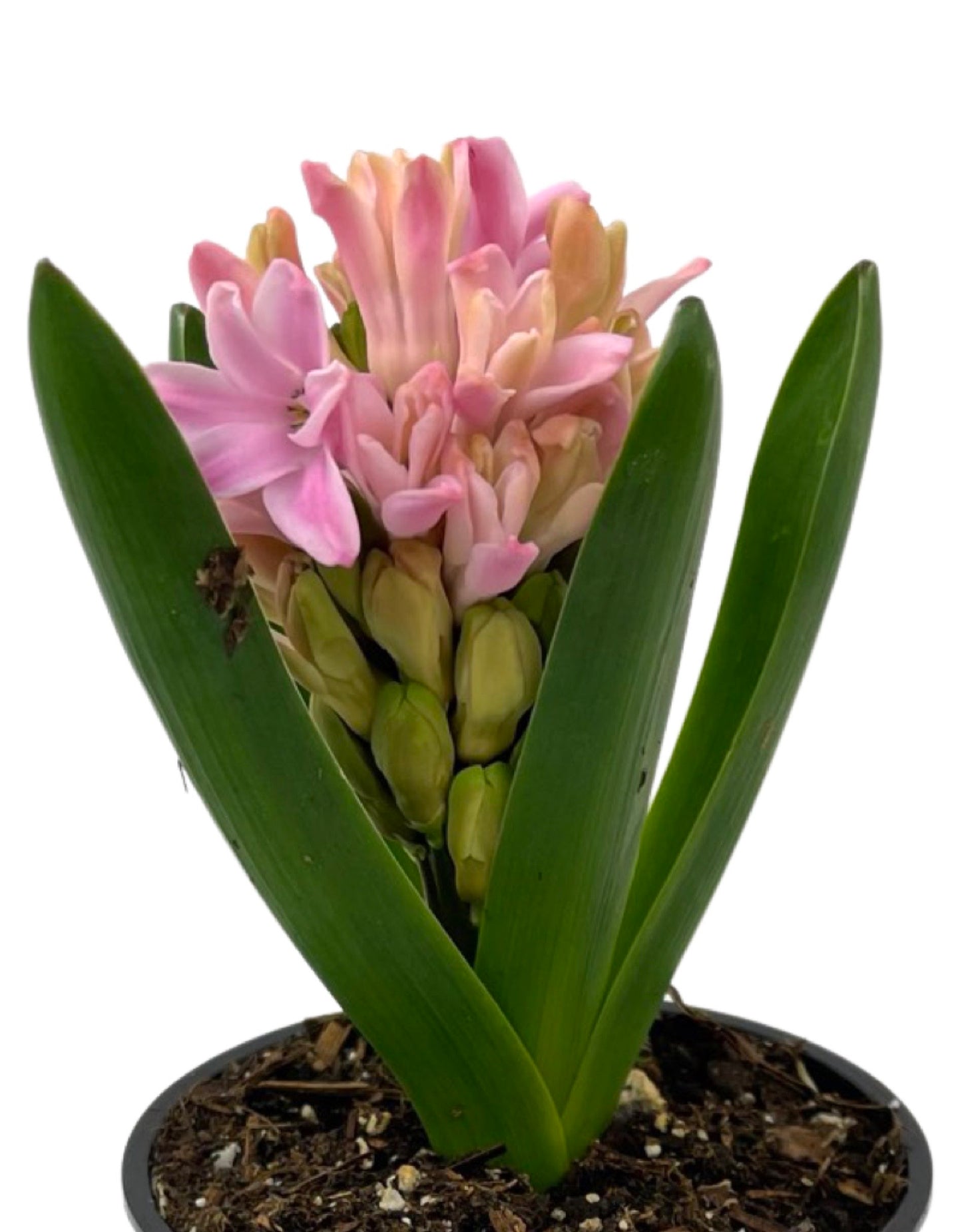Hyacinth 'Pink Pearl' 4 Inch - The Garden Corner