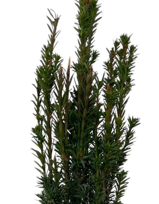 Taxus baccata 'Fastigiata Micro' 1 Gallon - The Garden Corner