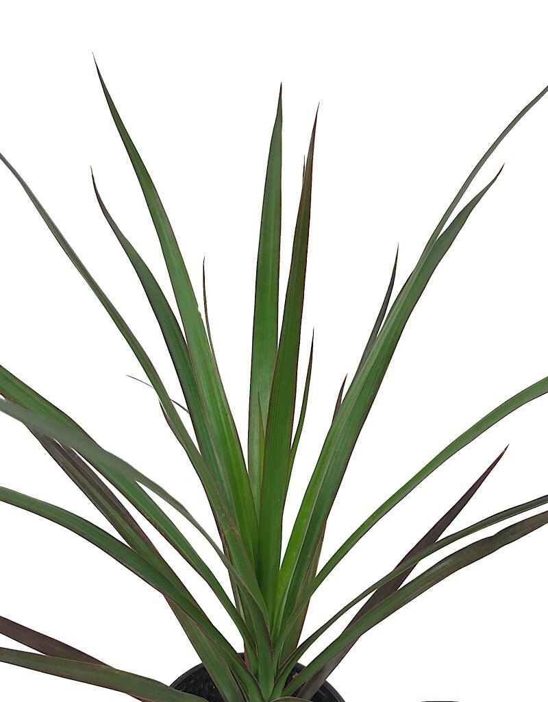 Dracaena marginata 'Magenta' 4 inch - The Garden Corner