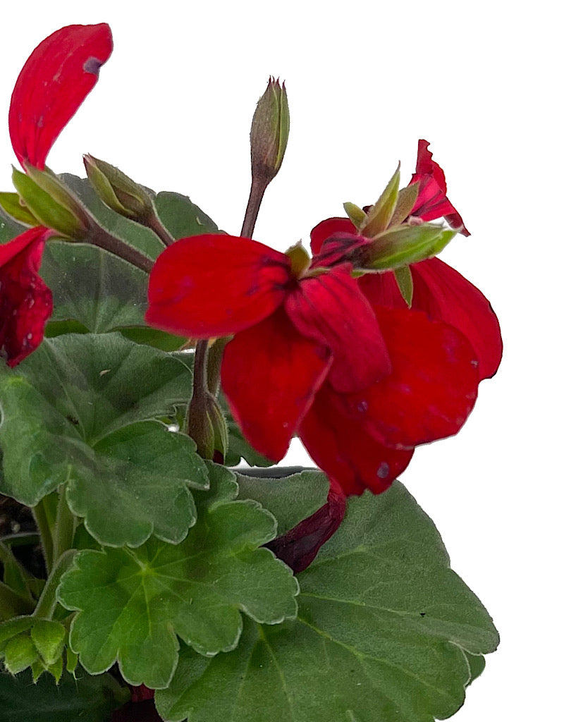 Geranium Zonal 'Caliente Fire'