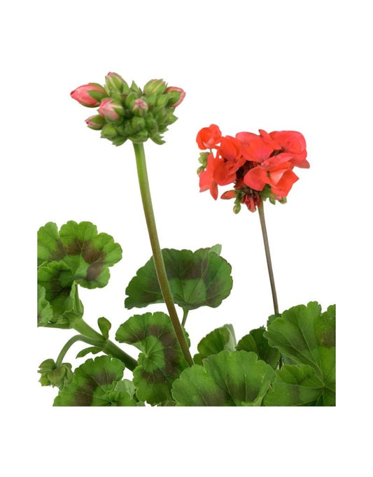 Geranium Zonal 'Rocky Mountain Orange' - The Garden Corner