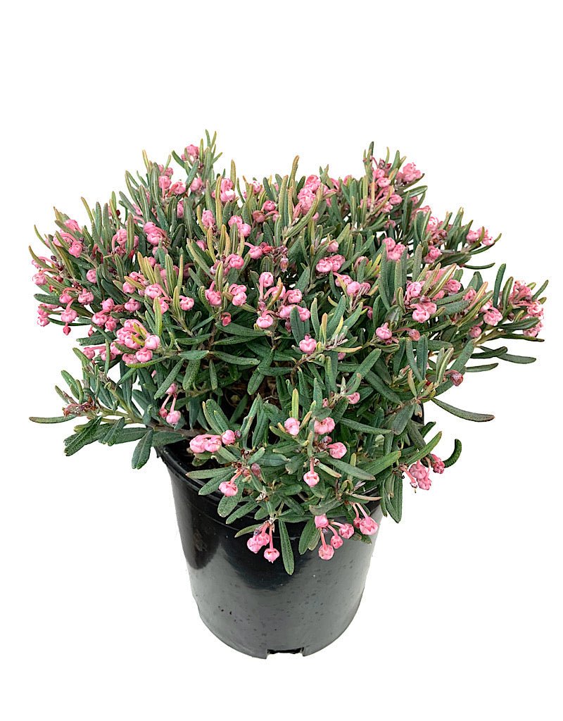 Andromeda polifolia 'Blue Ice' - Shrubs