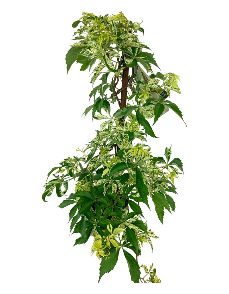 Parthenocissus quinquefolia 'Star Showers' 1 Gallon