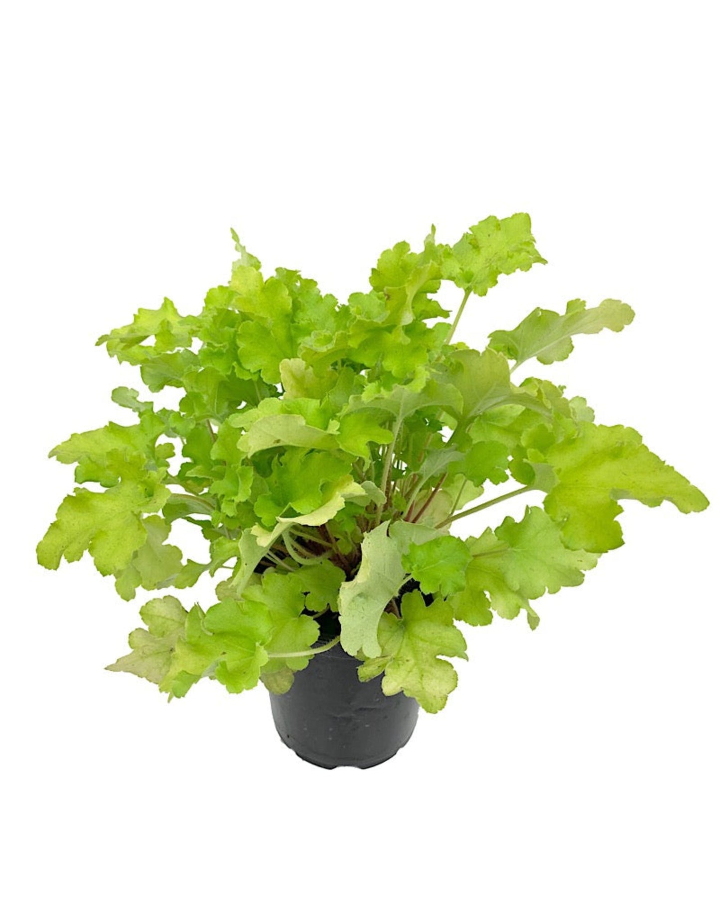 Heuchera 'Lime Marmalade' - Perennials