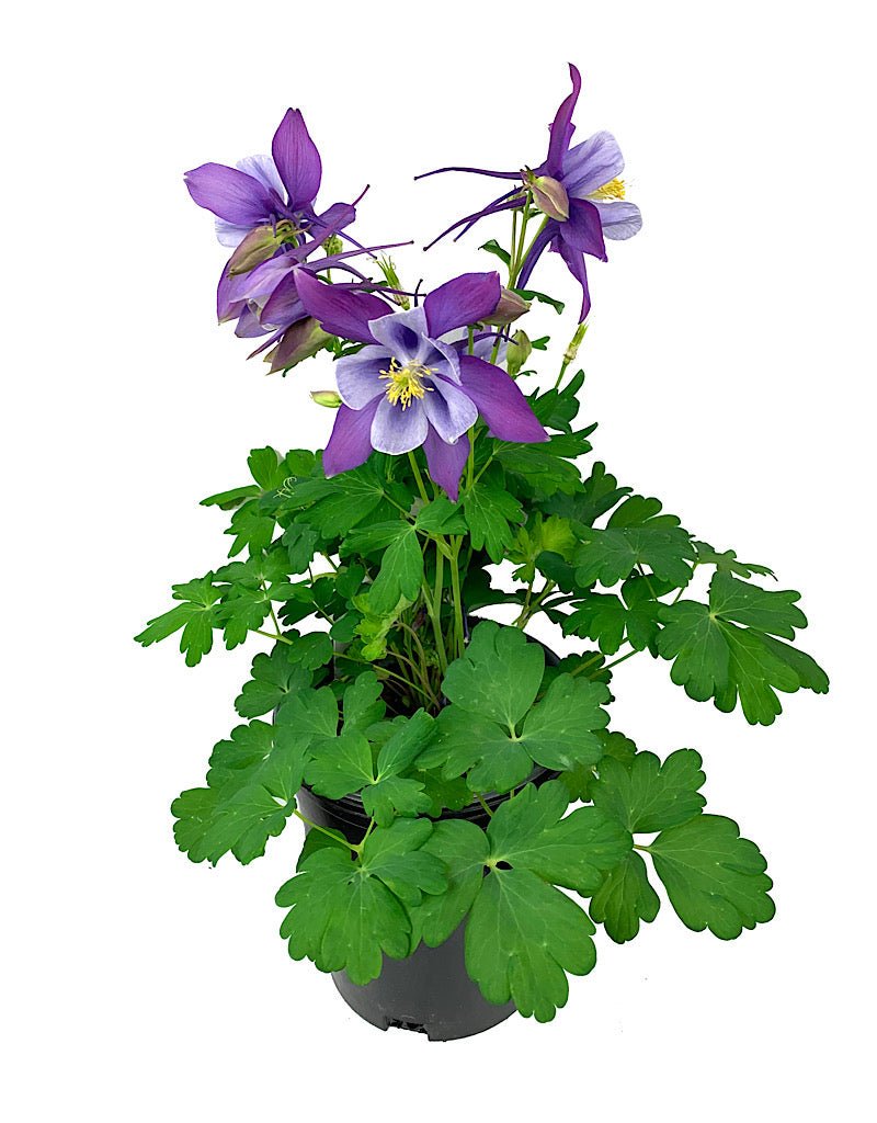 Aquilegia caerulea 'Early Bird Purple/Blue' - Perennials