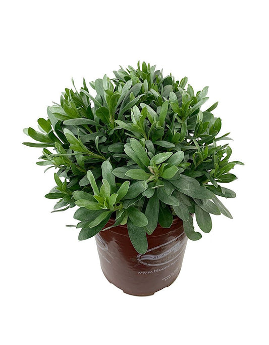 Convolvulus cneorum - The Garden Corner