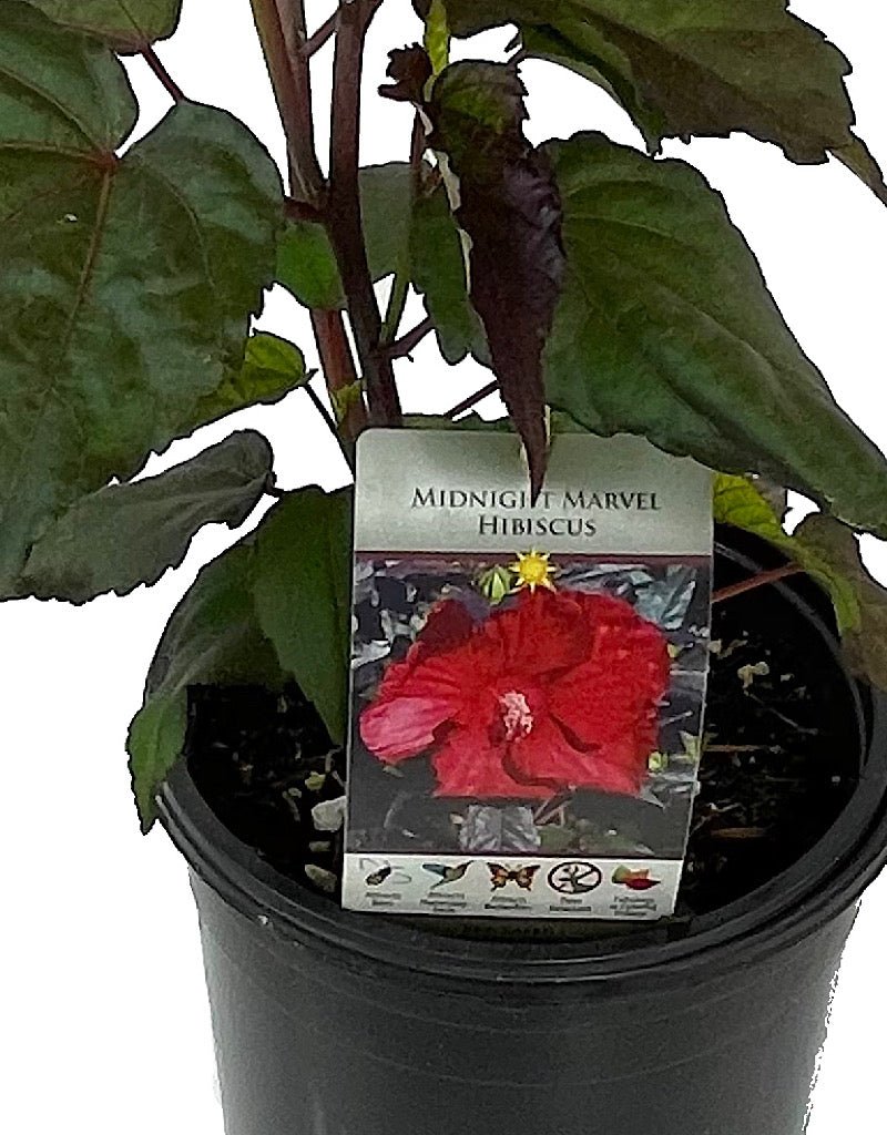 Hibiscus 'Midnight Marvel' 1 Gallon - The Garden Corner