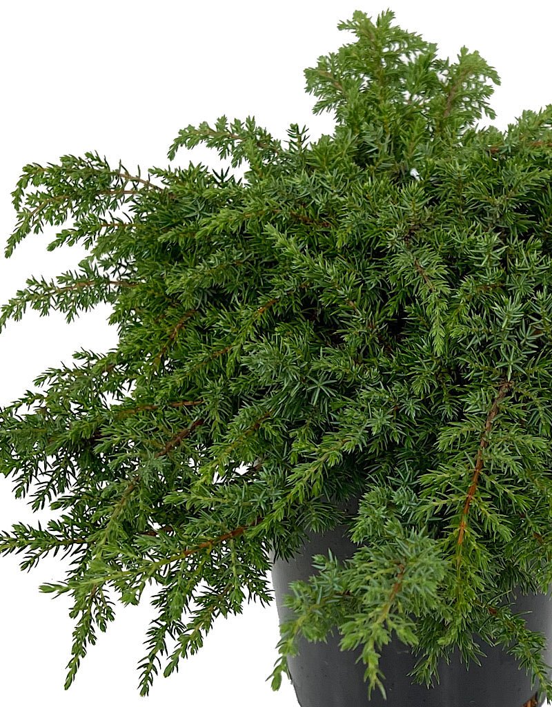 Juniperus c. 'Green Carpet' 1 Gallon - The Garden Corner