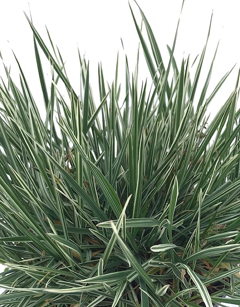 Arrhenatherum elatius bulbosum 'Variegatum' 1 Gallon
