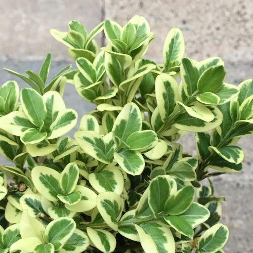 Buxus s. 'Variegata' 4 inch -