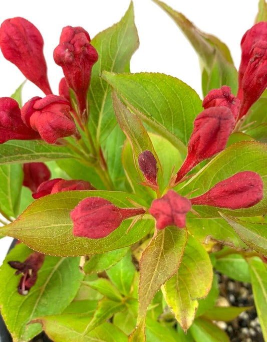 Weigela 'All Summer Red' - The Garden Corner