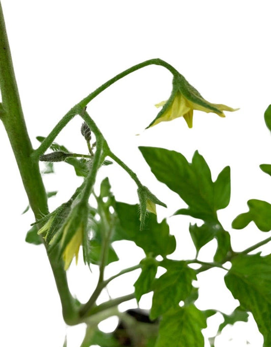 Tomato 'Chocolate Cherry' - The Garden Corner