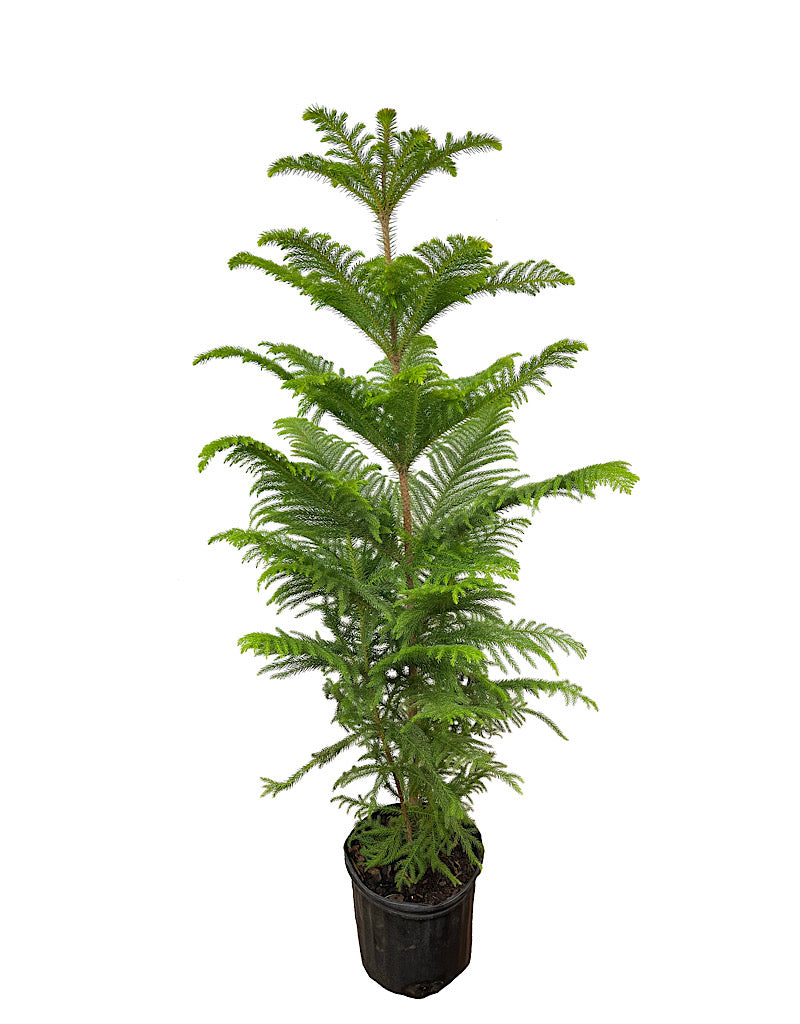 Araucaria heterophylla