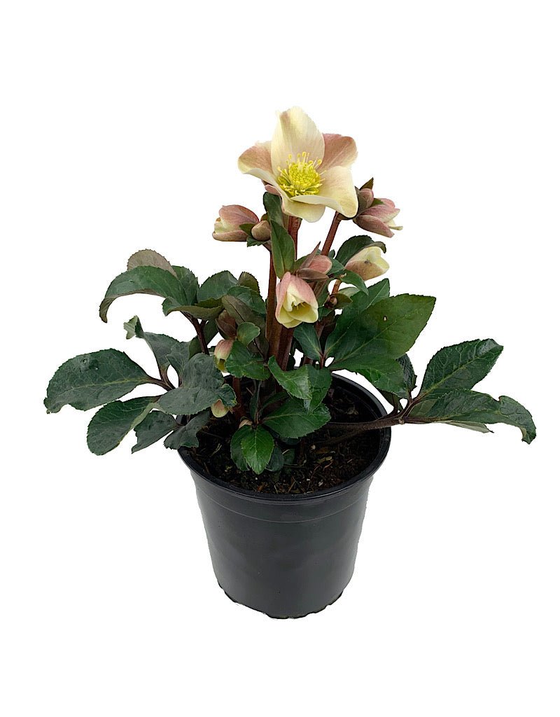 Helleborus 'Cinnamon Snow' - The Garden Corner