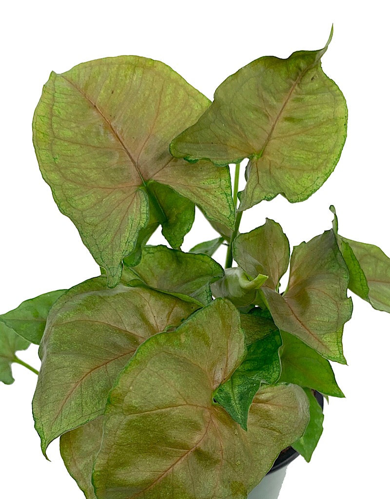 Syngonium podophyllum 'Candyberry' 4 inch