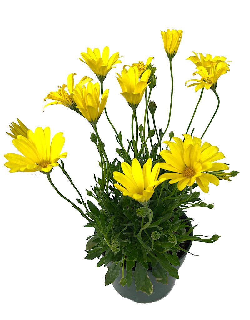 Osteospermum 'Voltage Yellow' 6 Inch