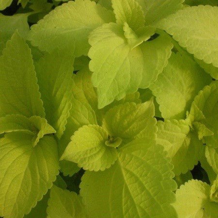 Coleus 'Life Lime' 4 inch - The Garden Corner