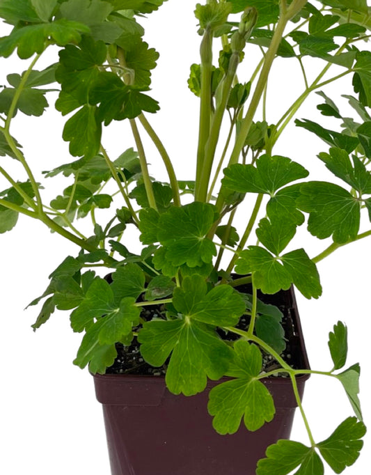 Aquilegia Clementine Red Quart - The Garden Corner