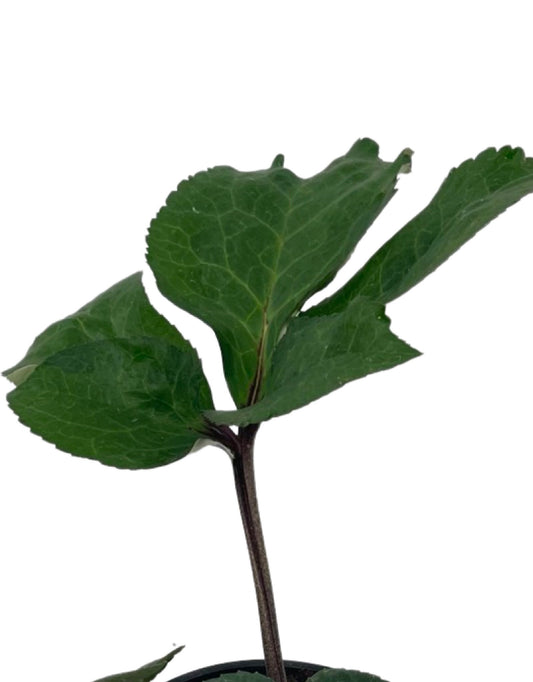 Helleborus Ice N Roses® 'Brunello' - The Garden Corner