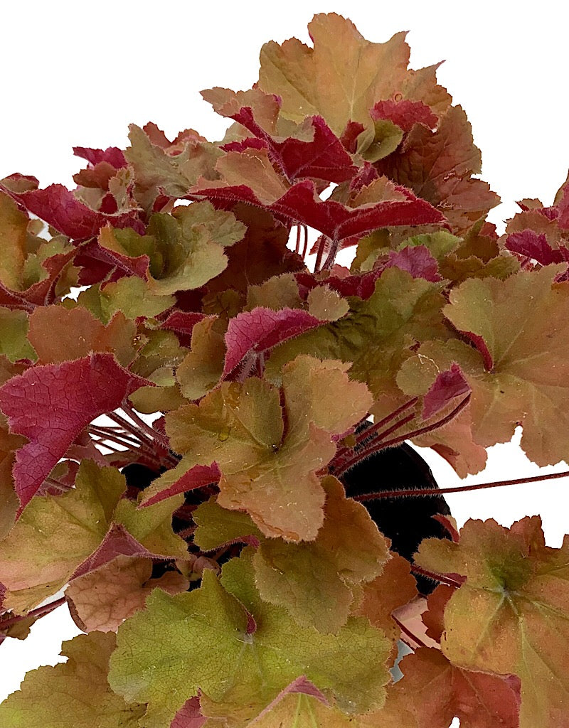 Heuchera 'Caramel'