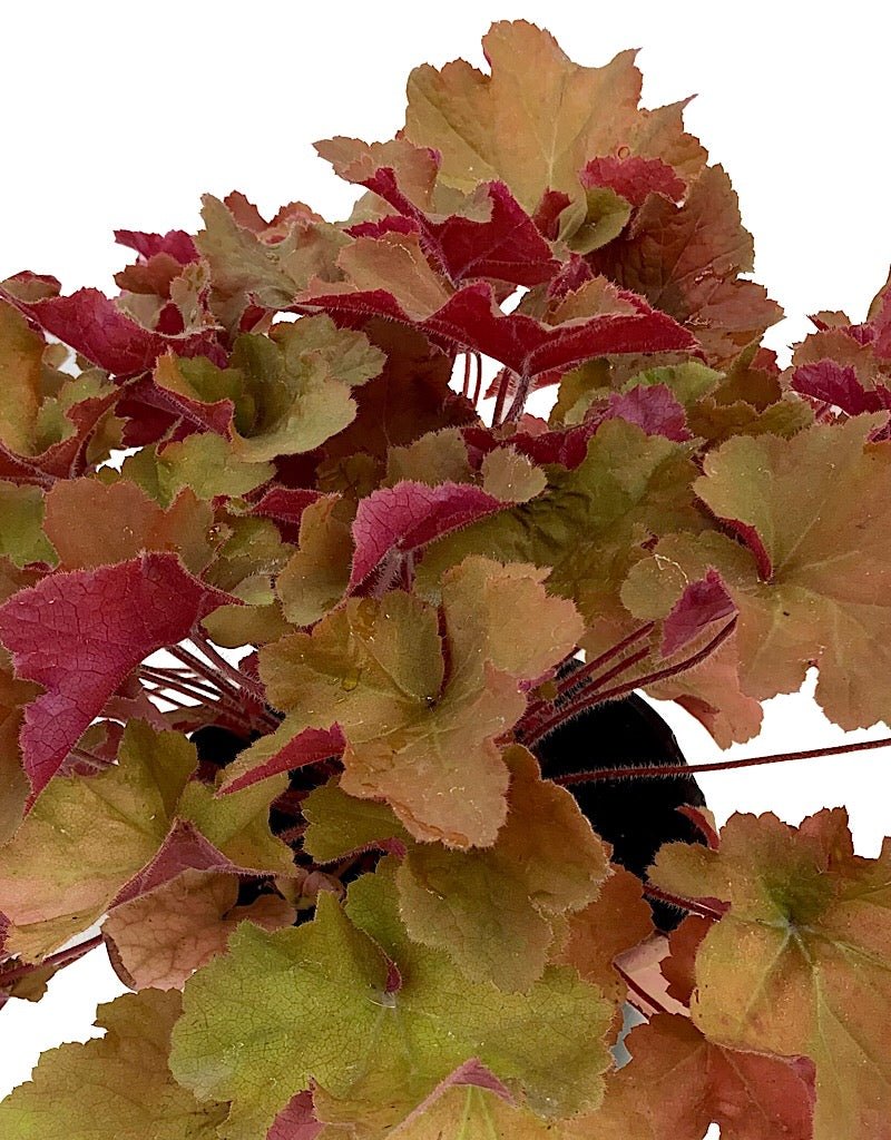 Heuchera 'Caramel' - The Garden Corner