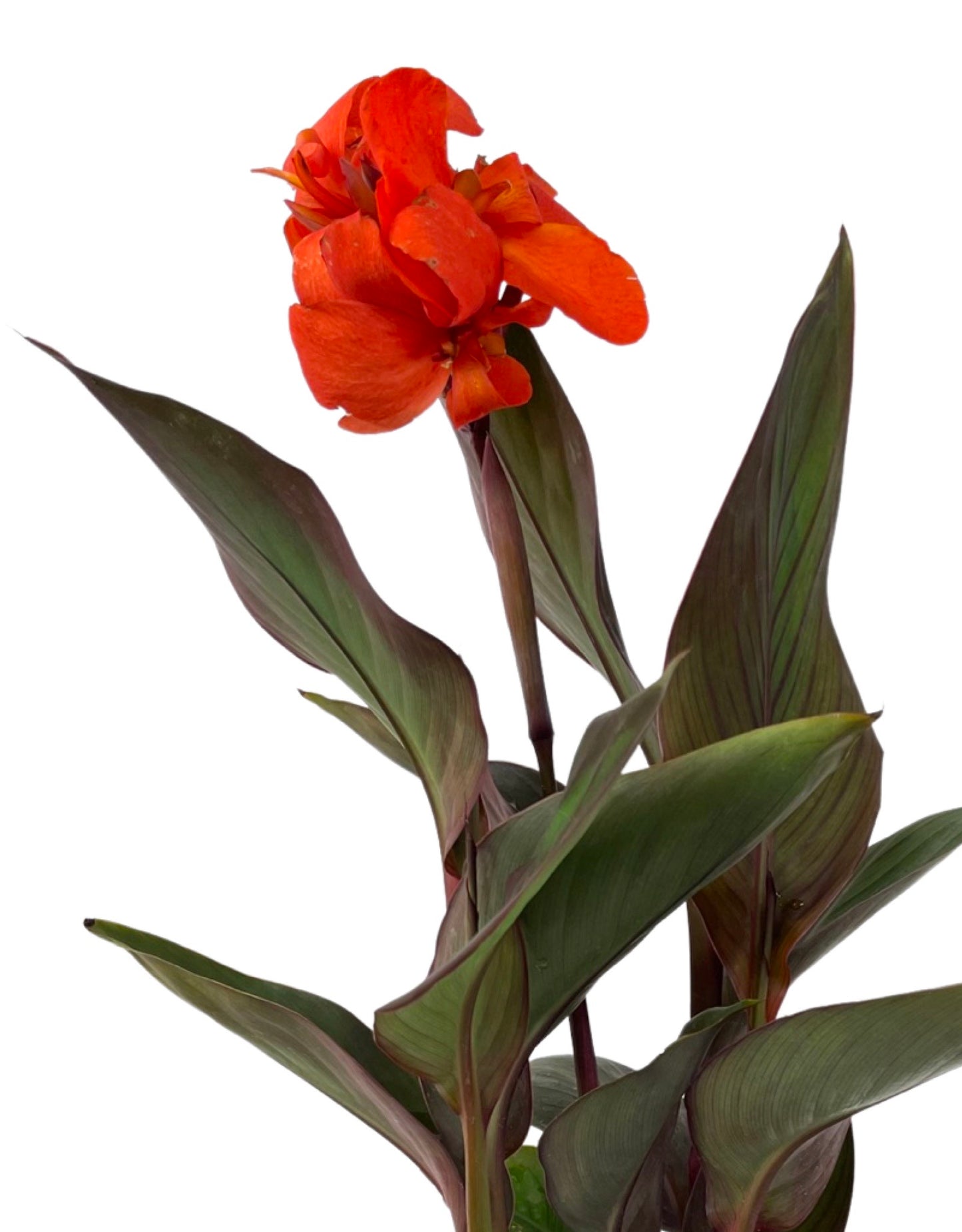 Canna 'Cannova Bronze Orange' 1 Gallon - The Garden Corner
