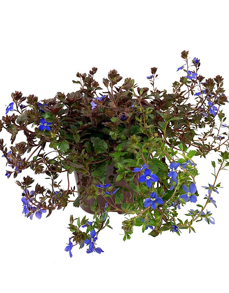 Veronica peduncularis 'Georgia Blue' - Perennials