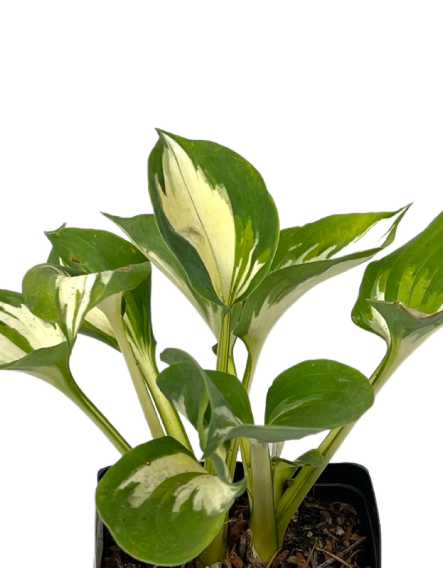 Hosta 'Great Expectations' 1 Gallon