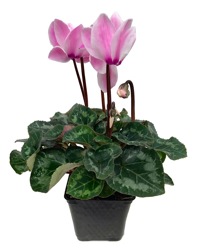 Cyclamen 'Laser Synchro'