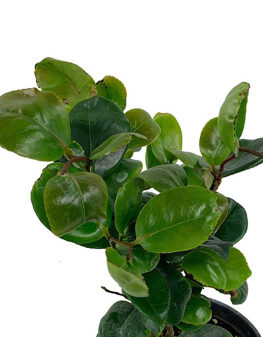 Camellia j. 'Curly Lady' - 1 Gal - The Garden Corner