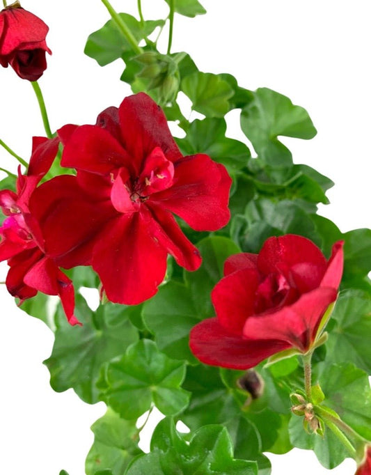 Ivy Geranium 'Precision Red Ice' - The Garden Corner