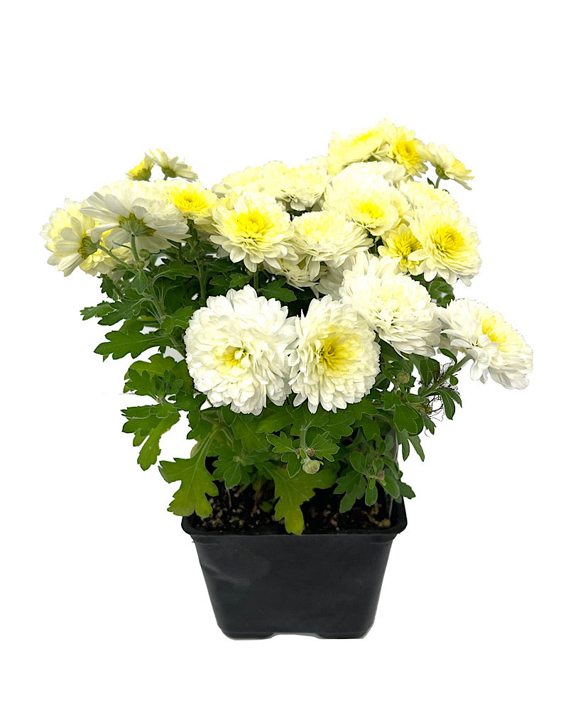 Garden Mum