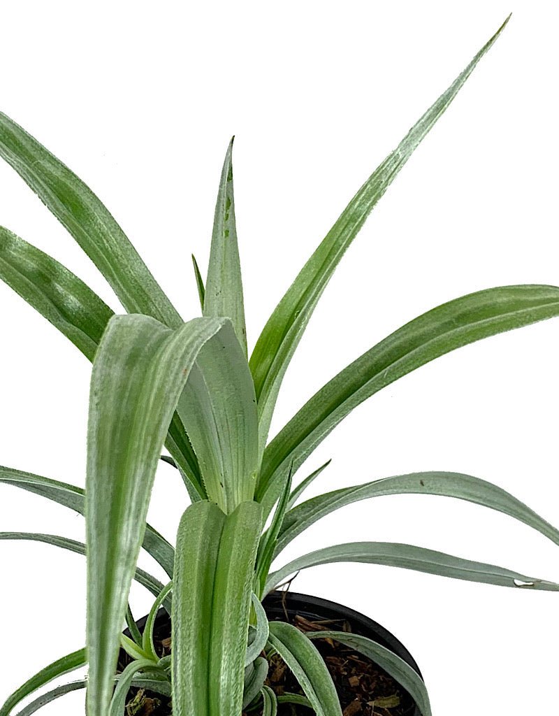 Astelia 'Silver Shadow' Quart - The Garden Corner