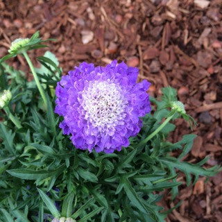 Scabiosa 'Blue Note' Quart