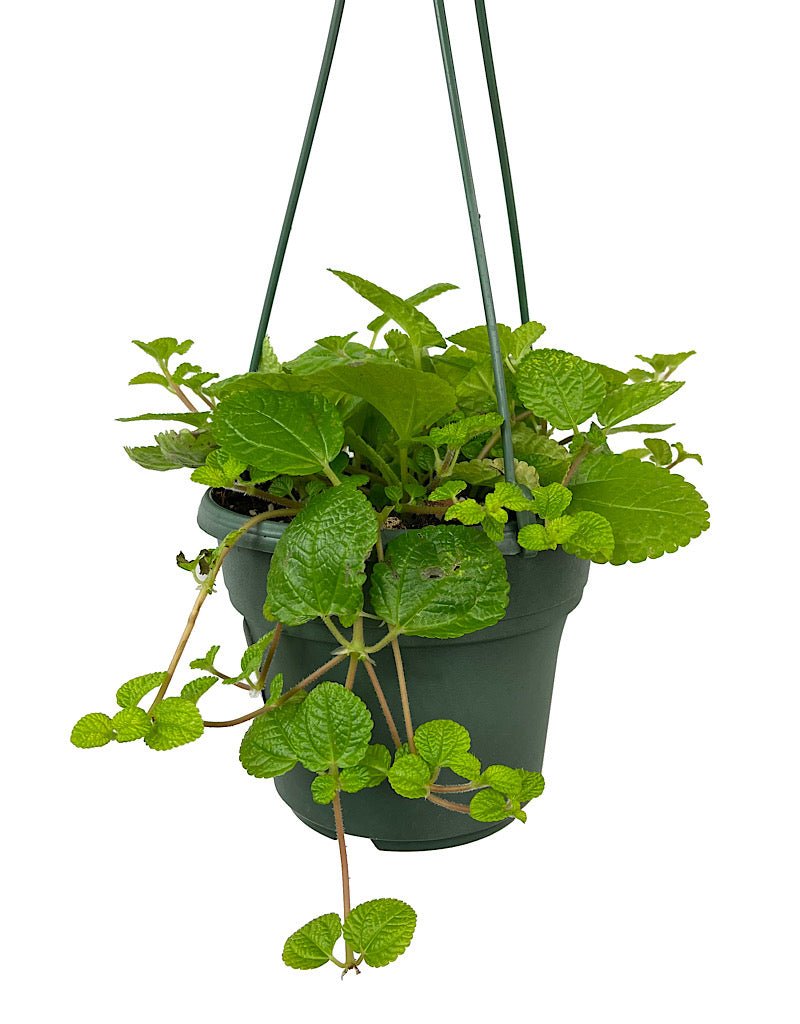 creeping charlie house plants for sale Pilea nummulariifolia 'Creeping Charlie' – The Garden Corner
