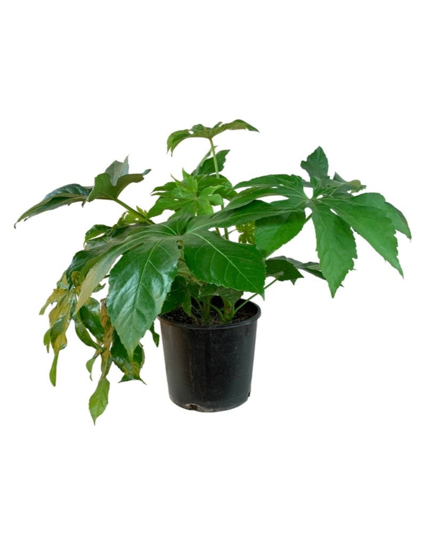 Fatsia japonica - Shrubs