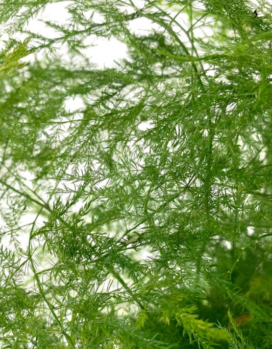 Asparagus plumosus - The Garden Corner