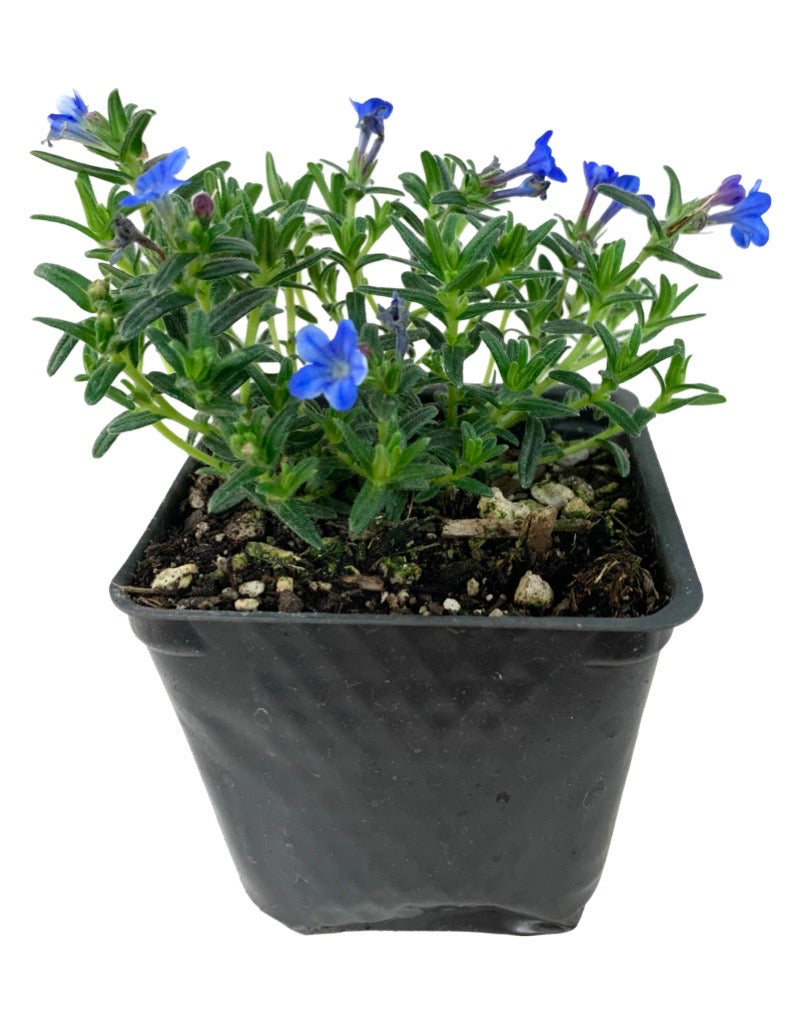 Lithodora diffusa 'Grace Ward'
