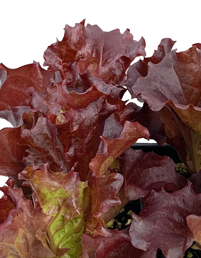 Lettuce 'Merlot' Traypack