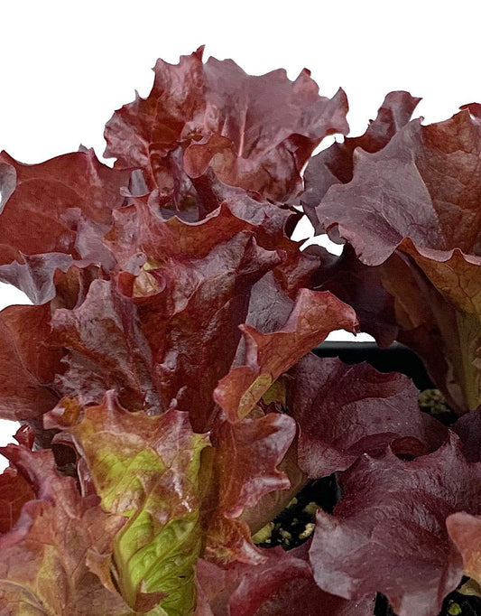 Lettuce 'Merlot' Traypack - The Garden Corner