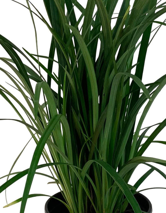 Liriope muscari 'Emerald Goddess' 1 Gallon - The Garden Corner