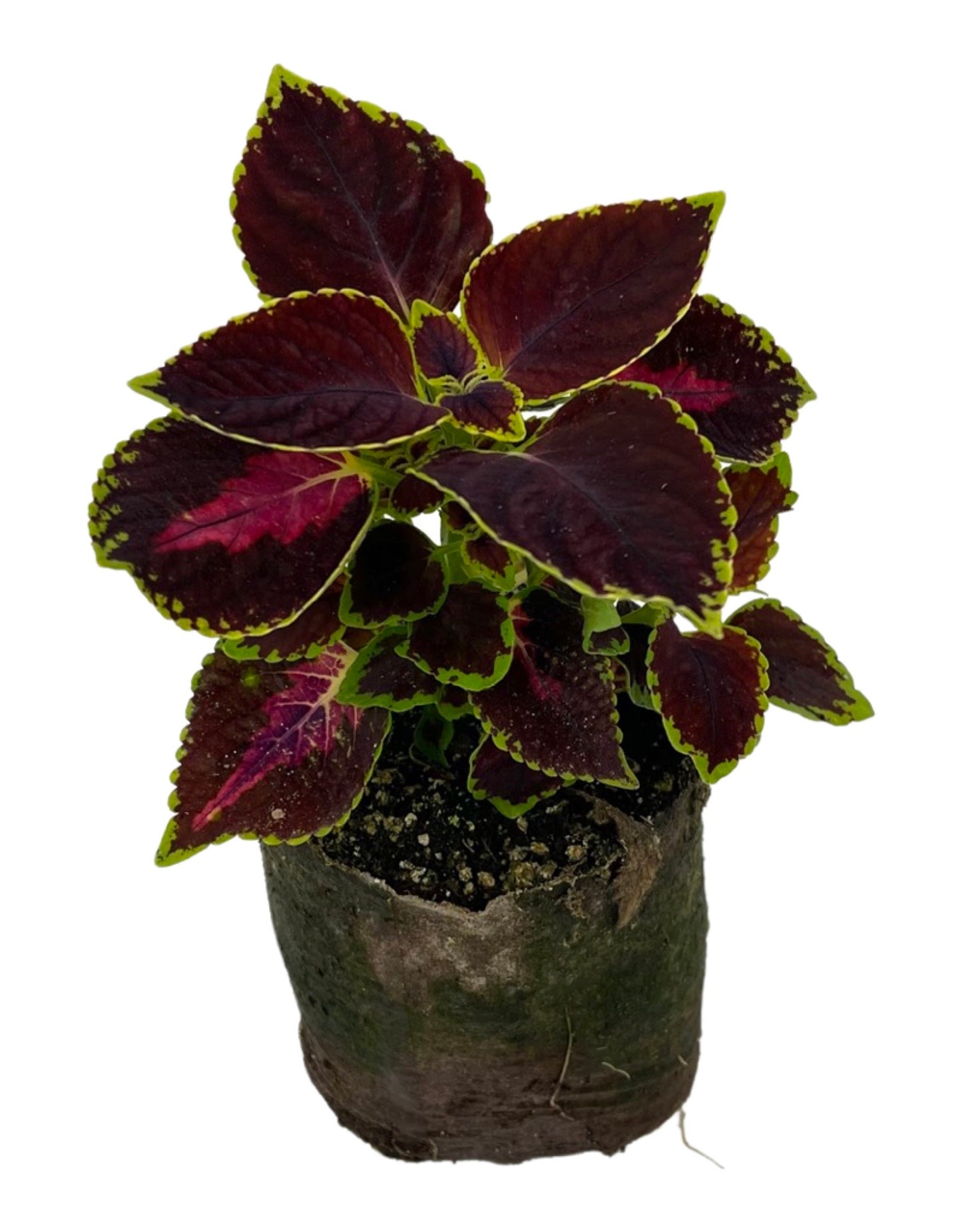 Coleus 'Orchard Road'