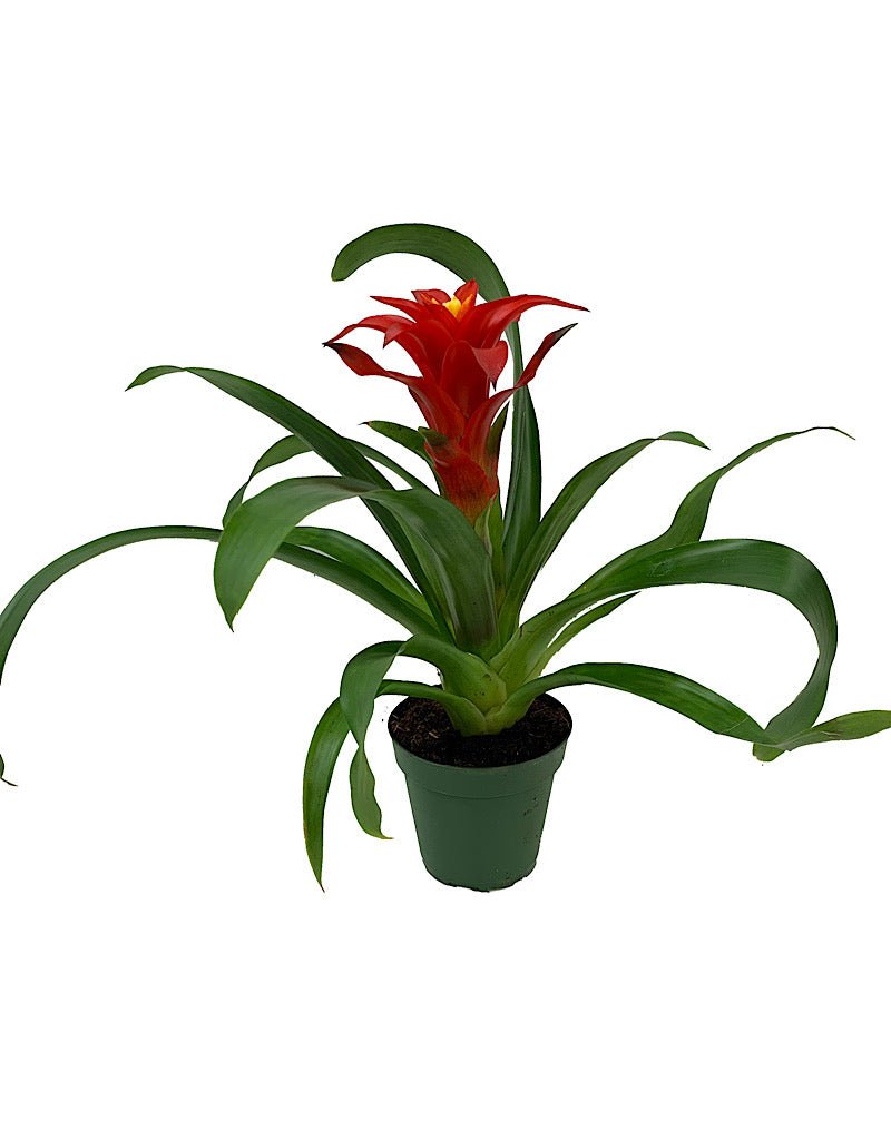 guzmania indoor plant care Bromeliaceae guzmania Reliable Indoor Bloomer – The Garden Corner